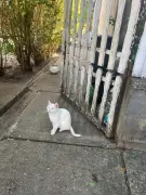 Pest megye - Göd